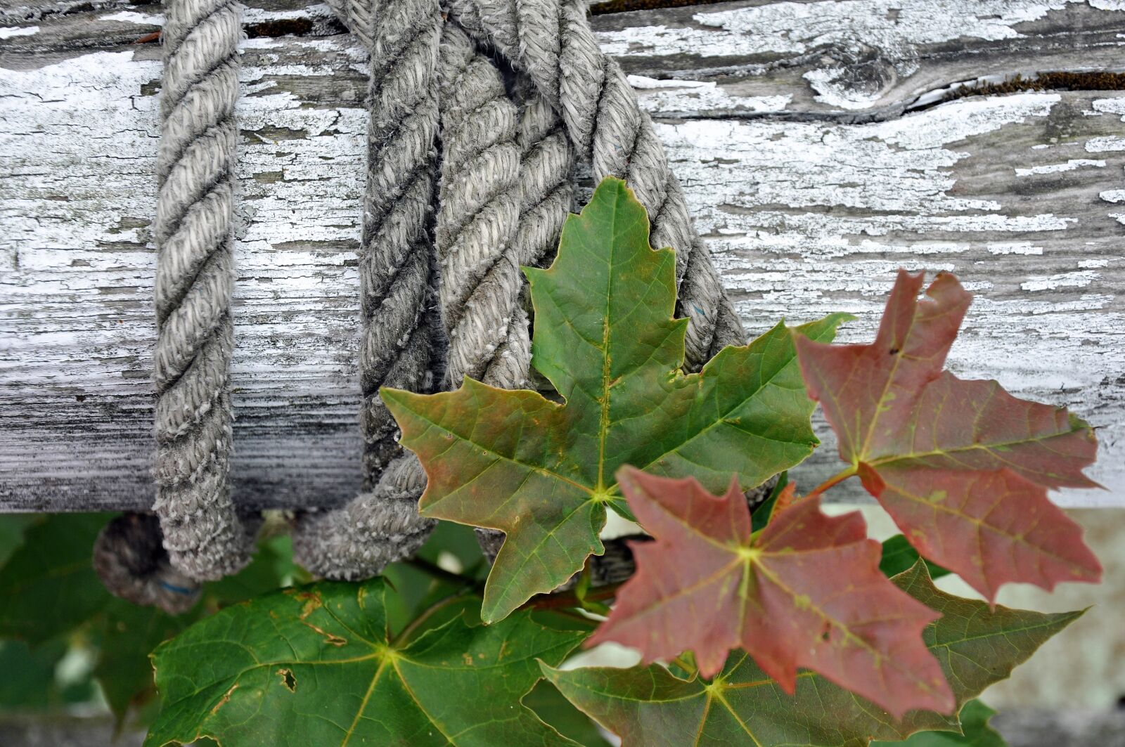 Nikon D90 sample photo. Rope, dew, wood photography