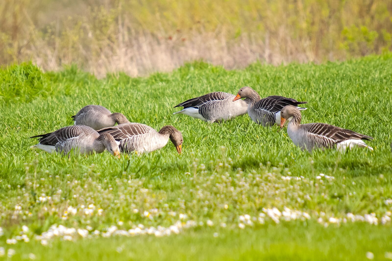 Olympus E-3 sample photo. Greylag goose, goose, water photography