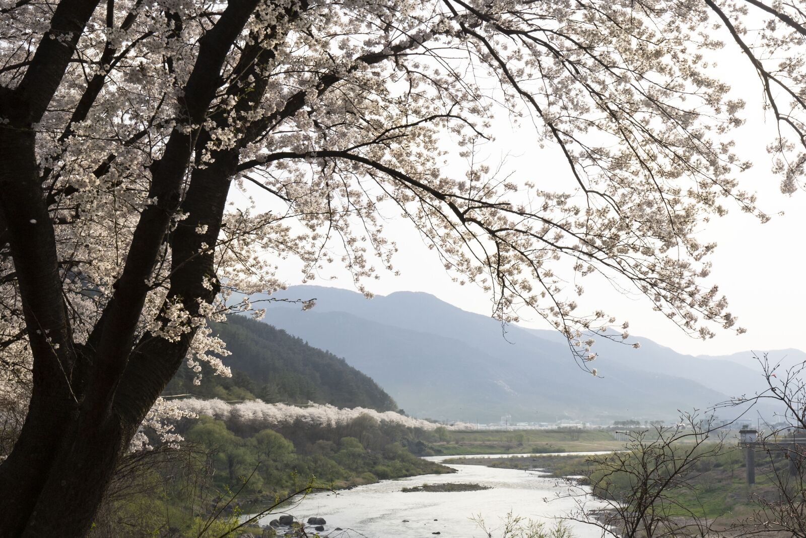 Tamron 17-35mm F2.8-4 Di OSD sample photo. Spring, cherry blossom, wood photography