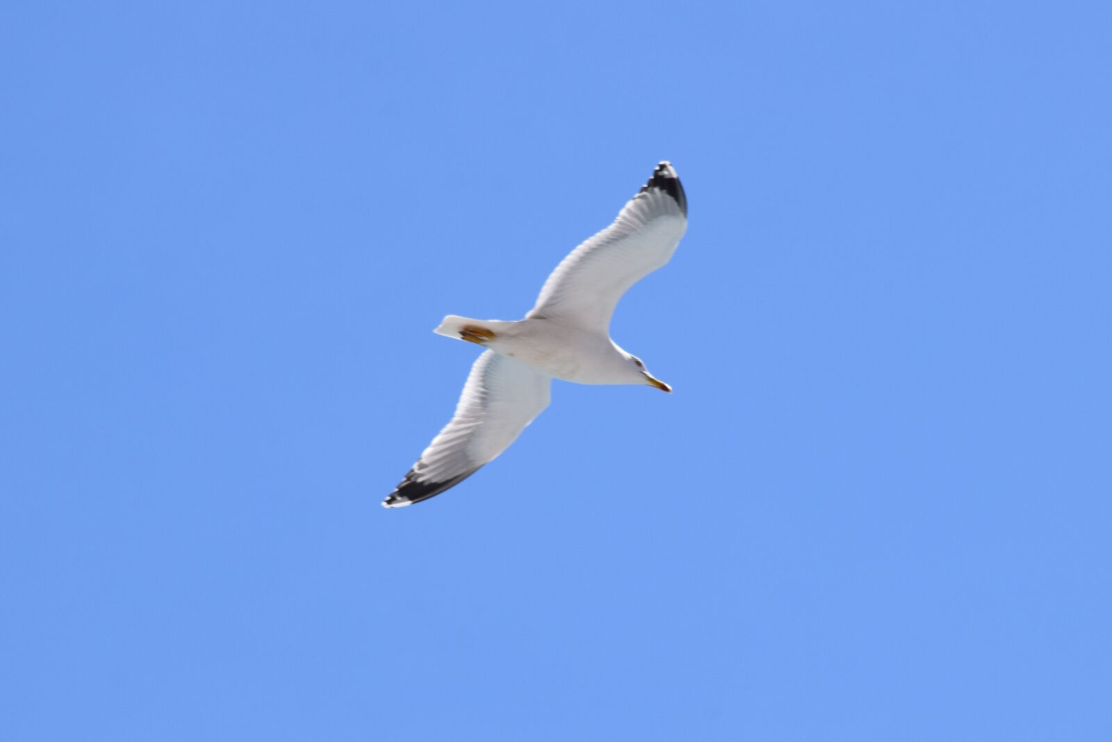 Nikon D3300 sample photo. Gull, bird, seagull photography