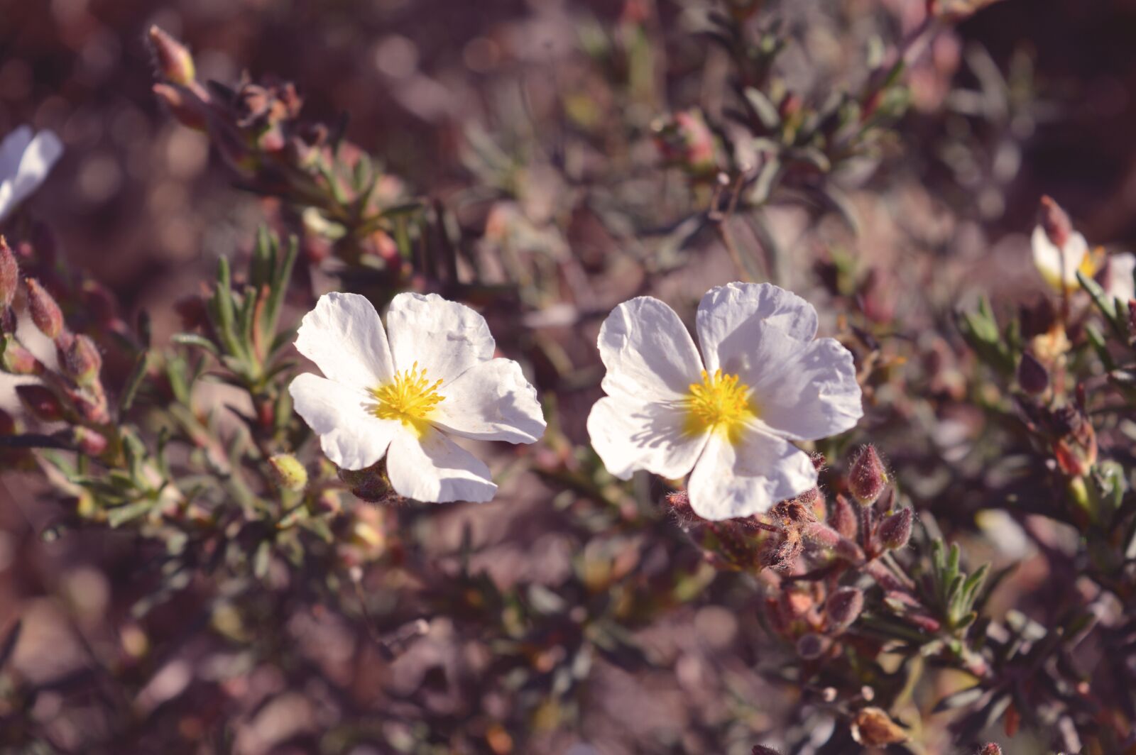 Nikon D3200 sample photo. Flowers, nature, petals photography