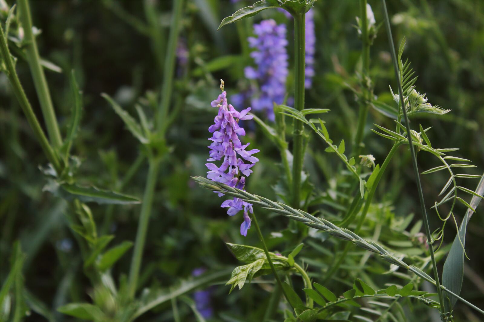 Canon EOS 1300D (EOS Rebel T6 / EOS Kiss X80) sample photo. Purple flower, weed, macro photography