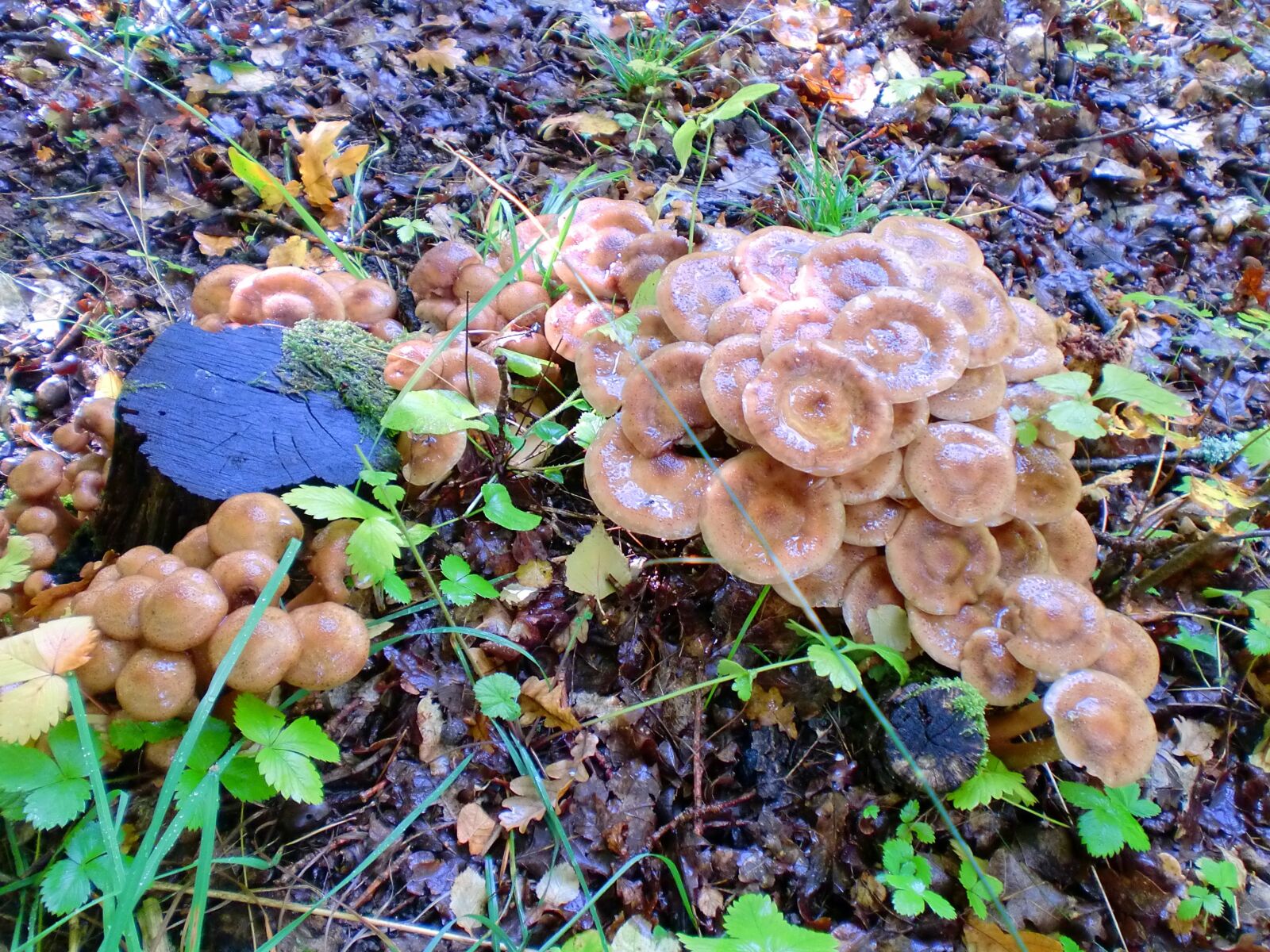 CASIO EX-Z90 sample photo. Mushroom, plant, forest photography