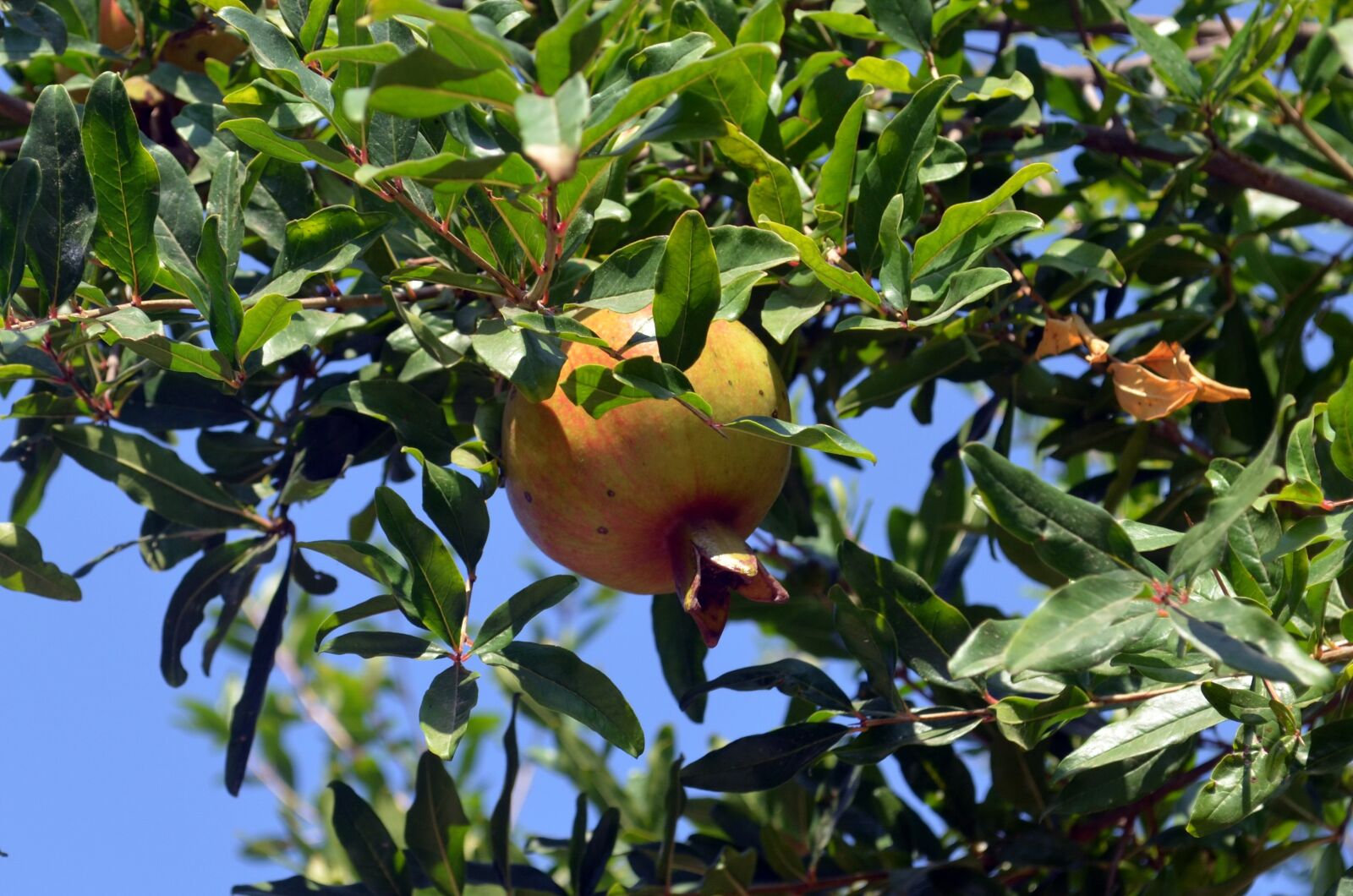 Nikon D5100 sample photo. Pomegranate, fruit, summer photography