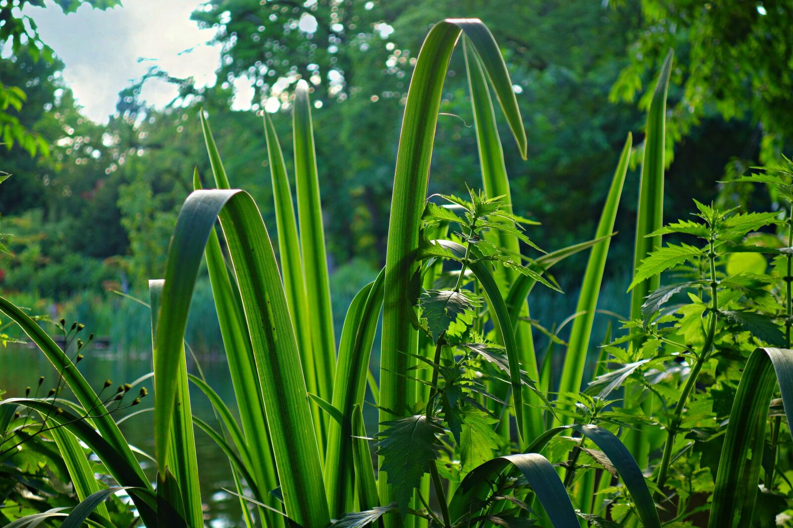 Sony Cyber-shot DSC-RX100 sample photo. Blade, rush, plant photography