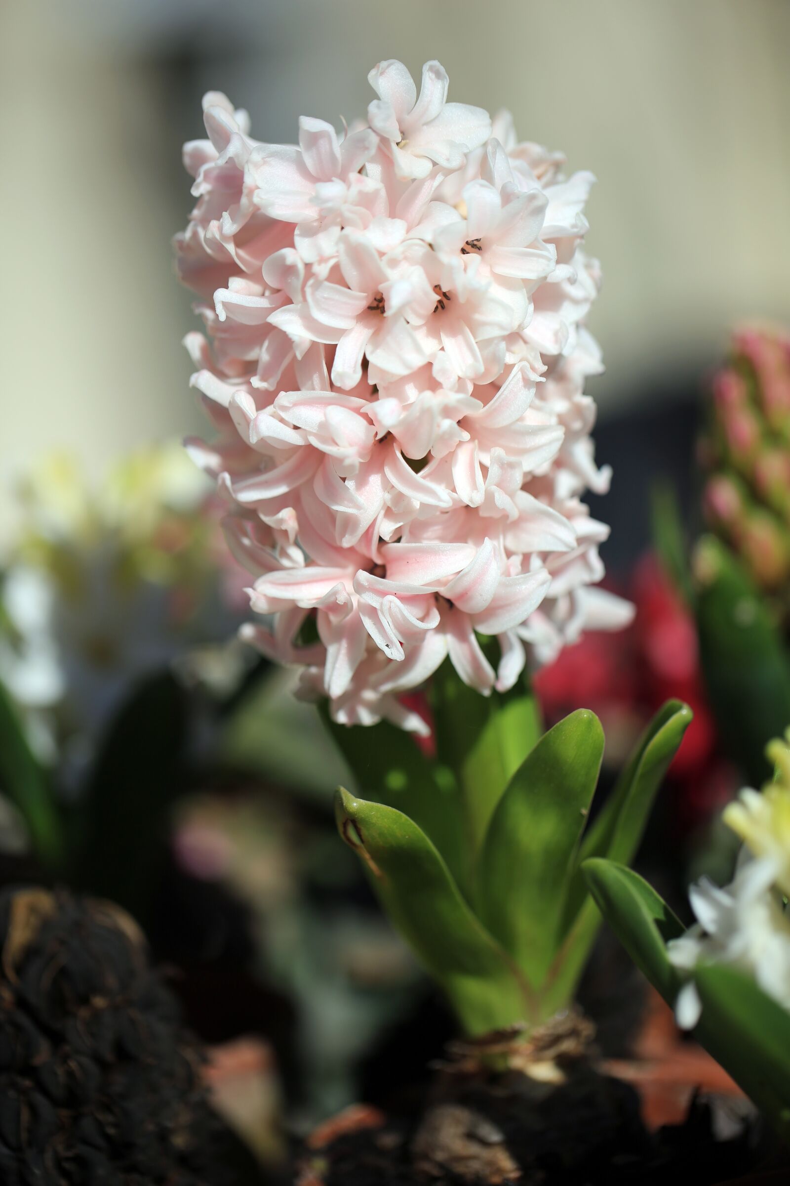 Canon EF 100mm F2.8L Macro IS USM sample photo. Hyacinth, flowering, blossom photography
