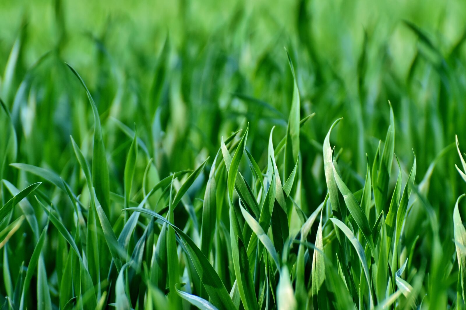 Nikon D7200 sample photo. Meadow, field, grass photography