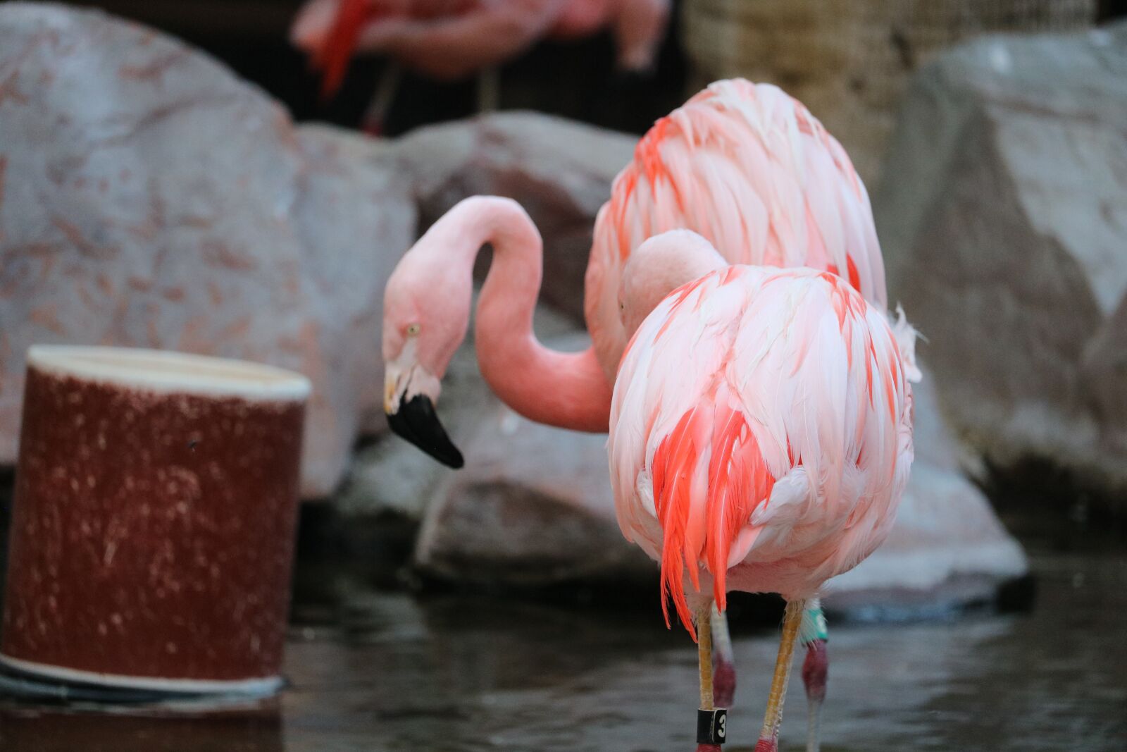 Canon EOS 750D (EOS Rebel T6i / EOS Kiss X8i) + Canon EF-S 55-250mm F4-5.6 IS STM sample photo. Two, love, flamingo photography