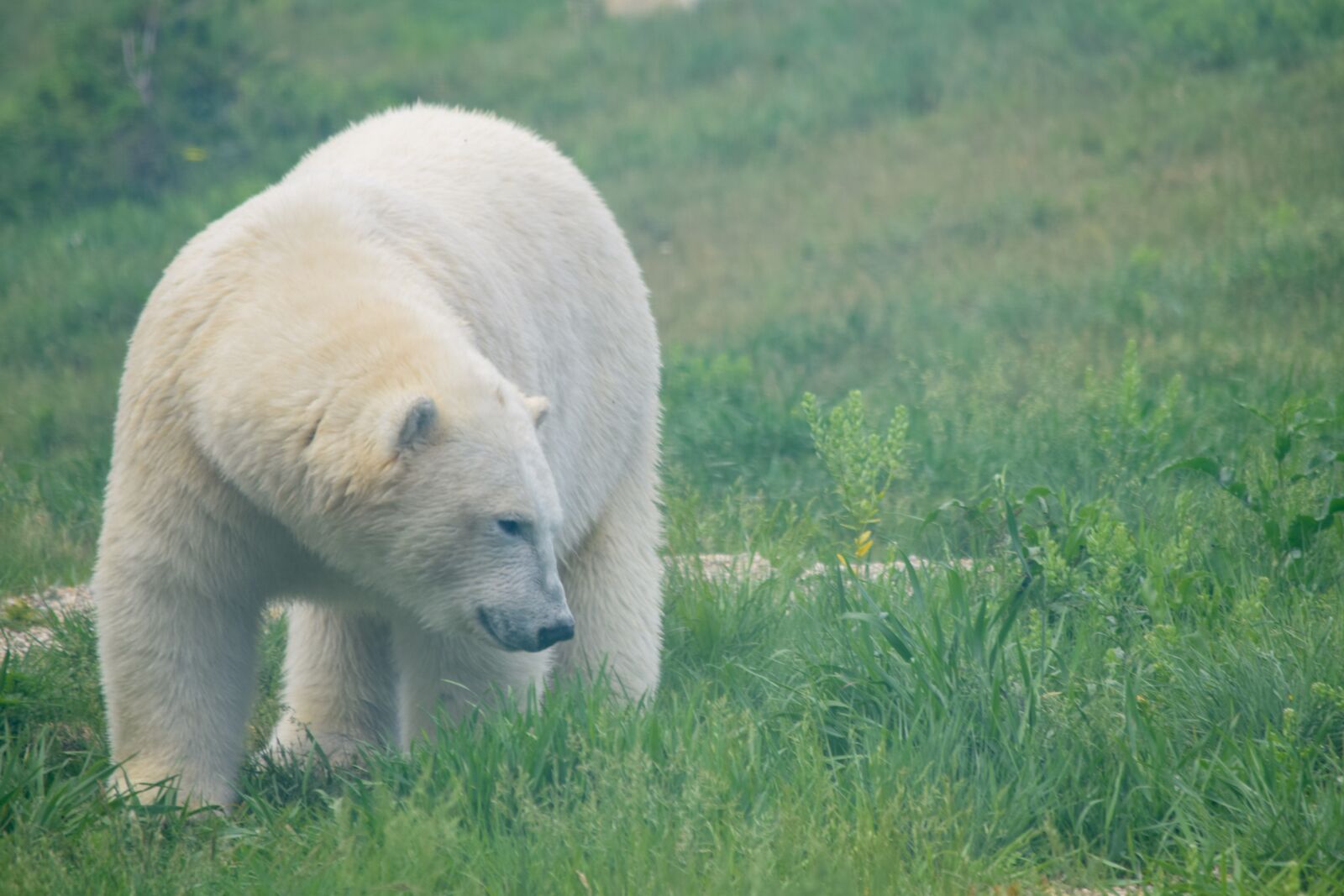 Nikon D3300 sample photo. Polar bear, bear, polar photography