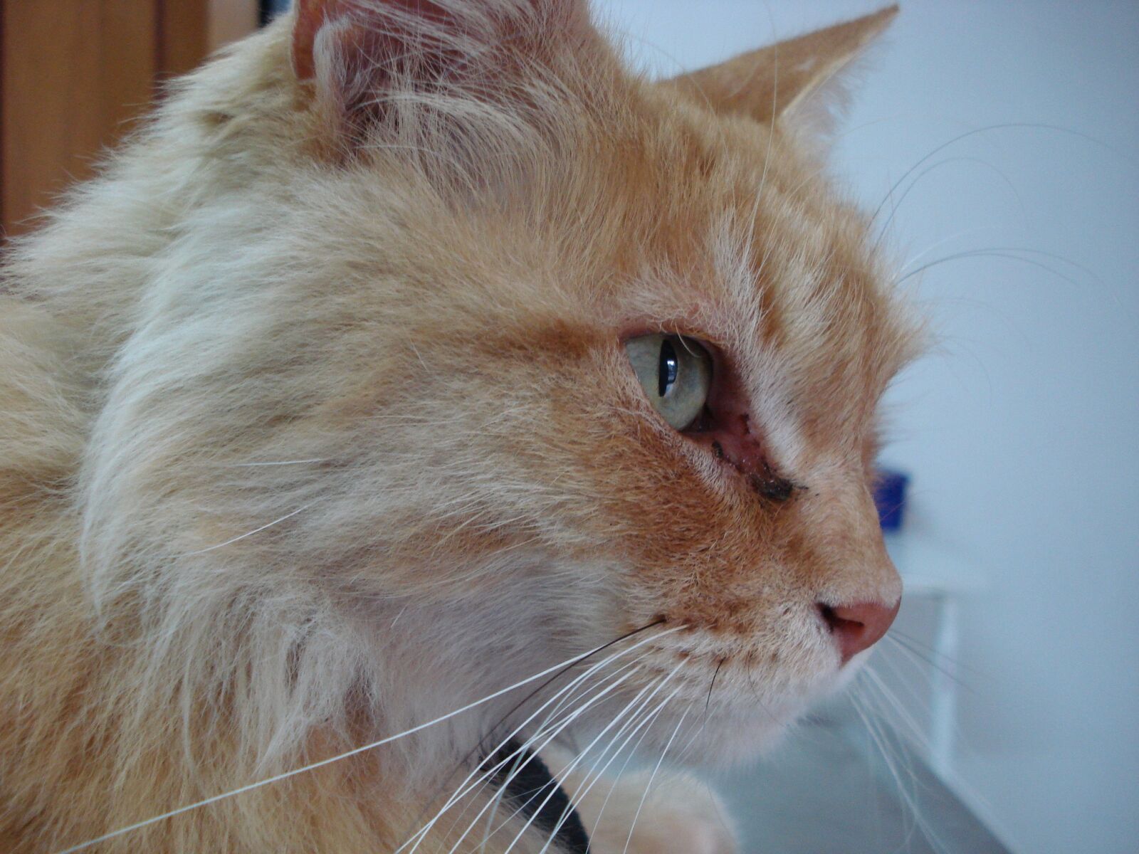 Sony DSC-W35 sample photo. Cat, cat head, domestic photography