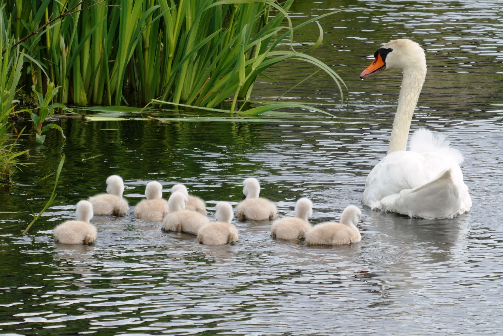 Panasonic Lumix DC-ZS70 (Lumix DC-TZ90) sample photo. Swan with chicks, swan photography