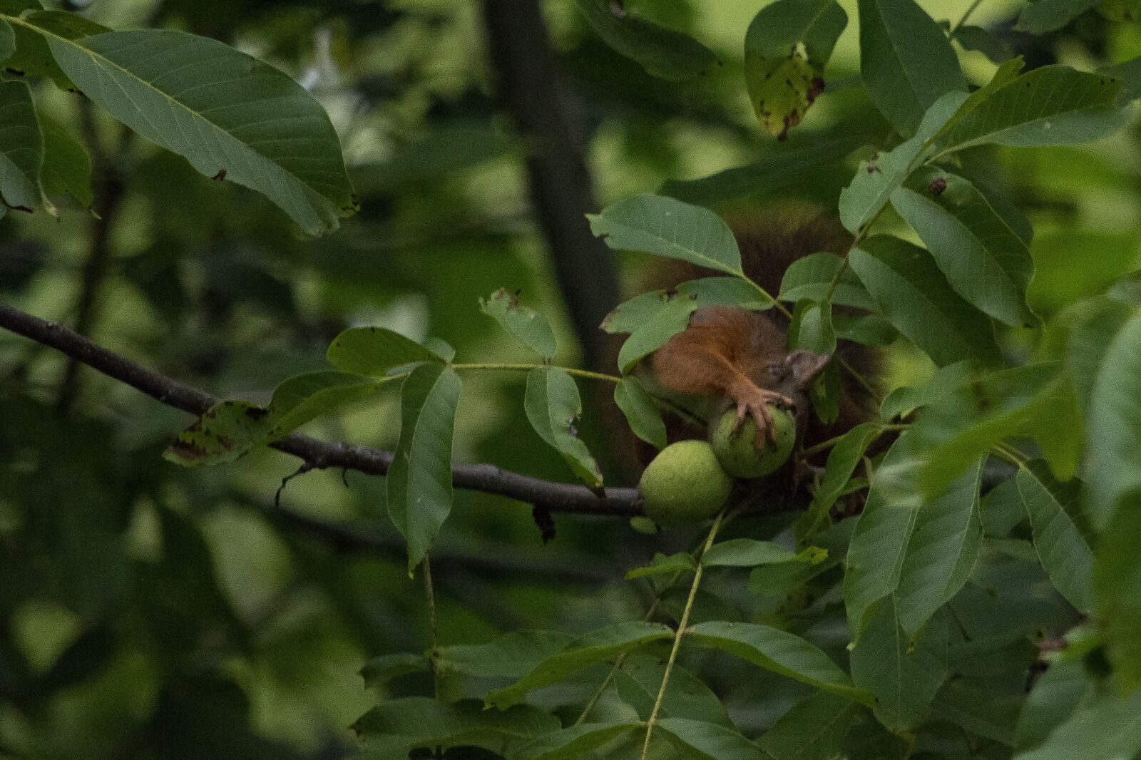 Nikon D7100 sample photo. The squirrel, nuts, rodent photography