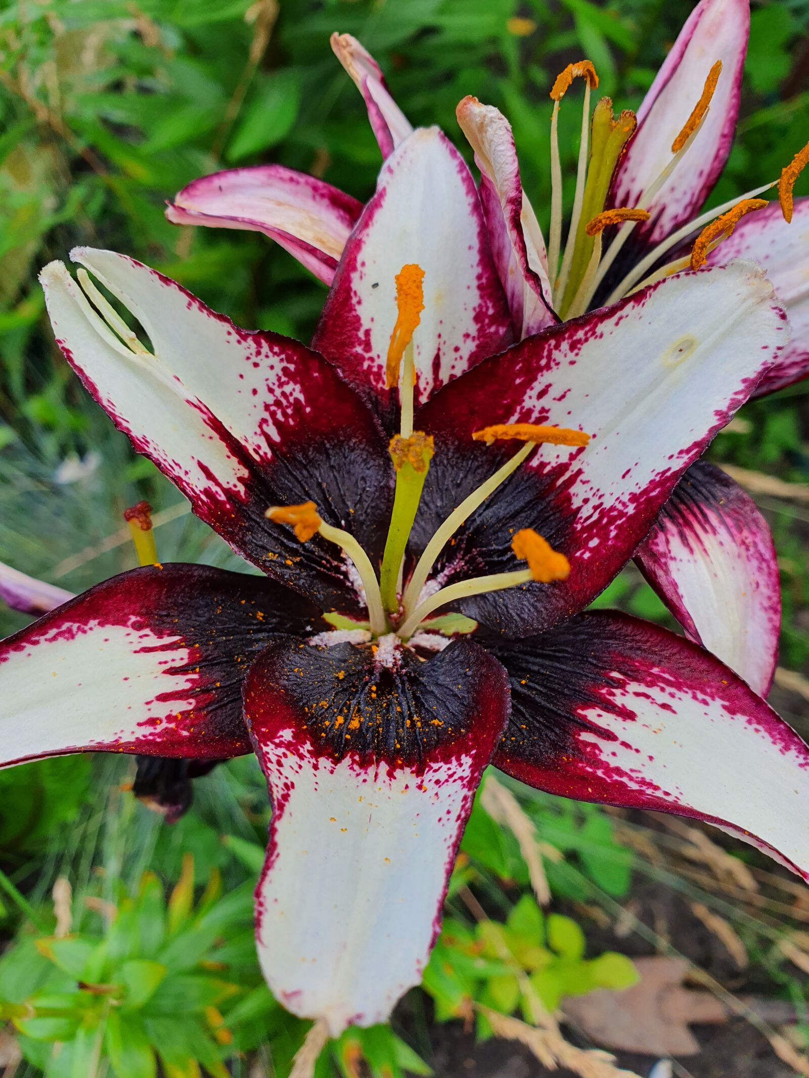 Samsung Galaxy S10 sample photo. Flowers, beautiful, lily photography