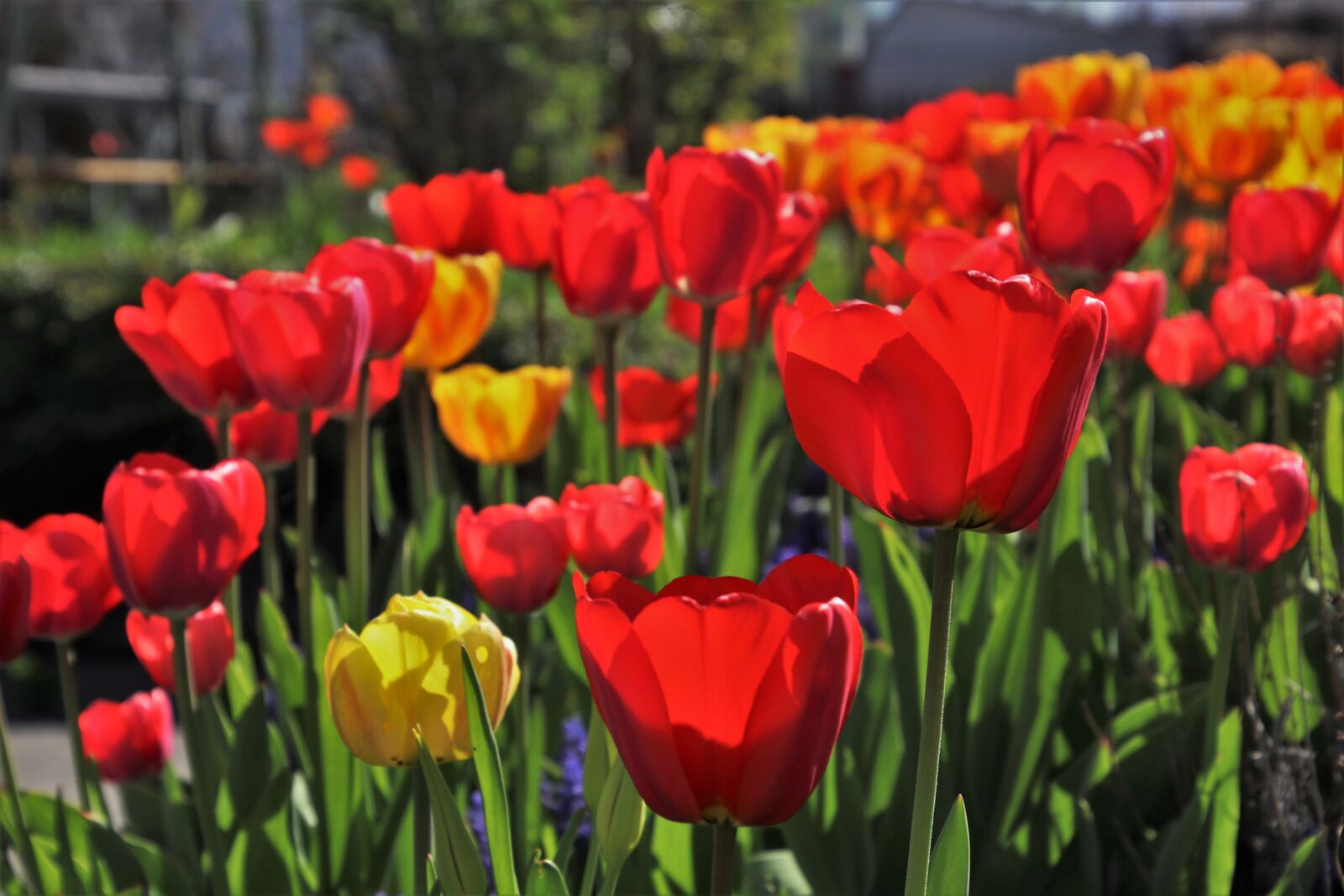 Canon EOS 80D sample photo. Spring, tulip, flower photography