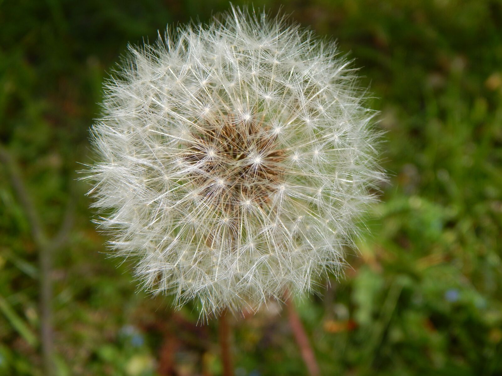 Nikon Coolpix L830 sample photo. Dandelion, nature, seeds photography