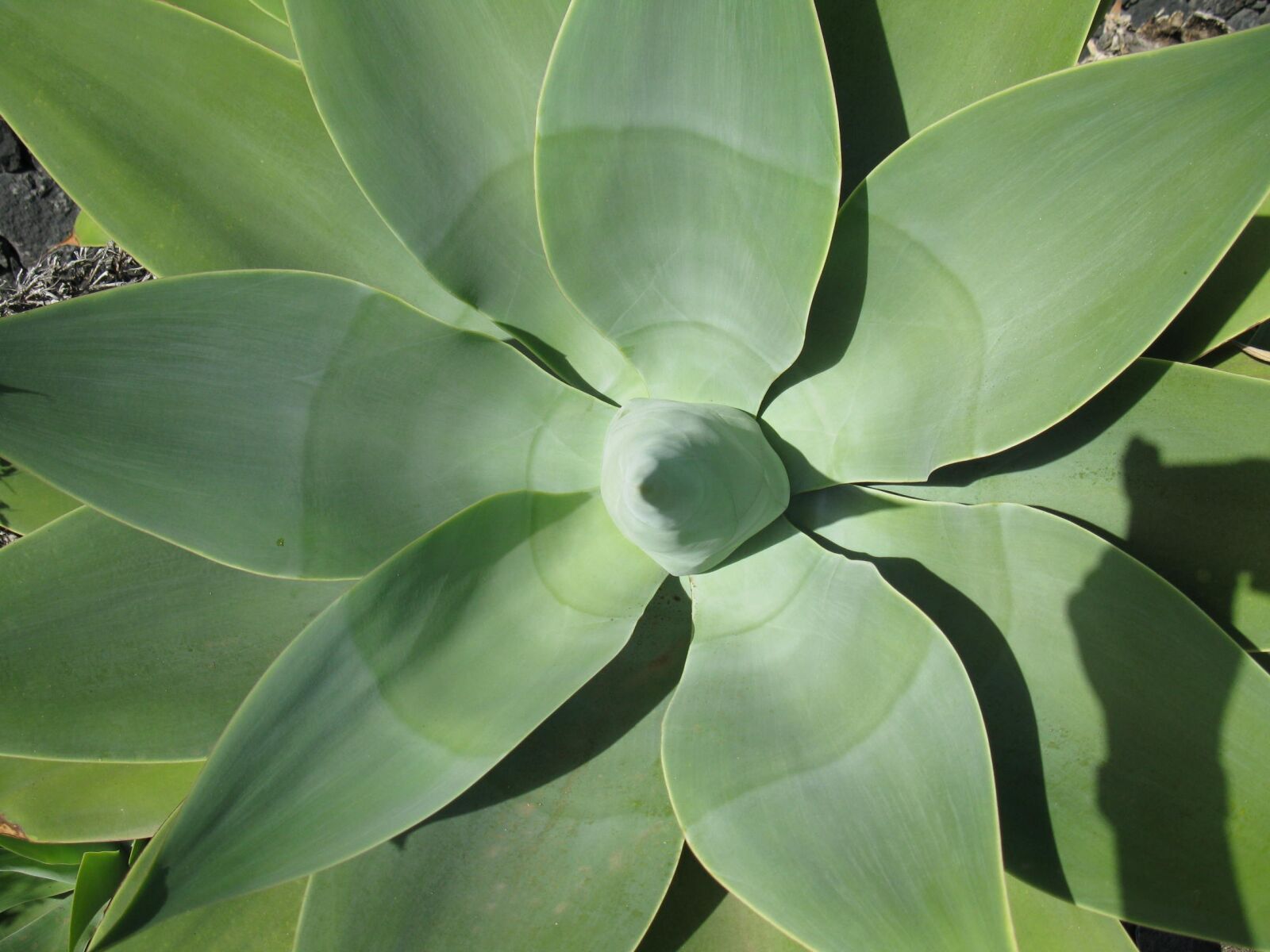 Canon PowerShot A2000 IS sample photo. Agave, plant, close up photography