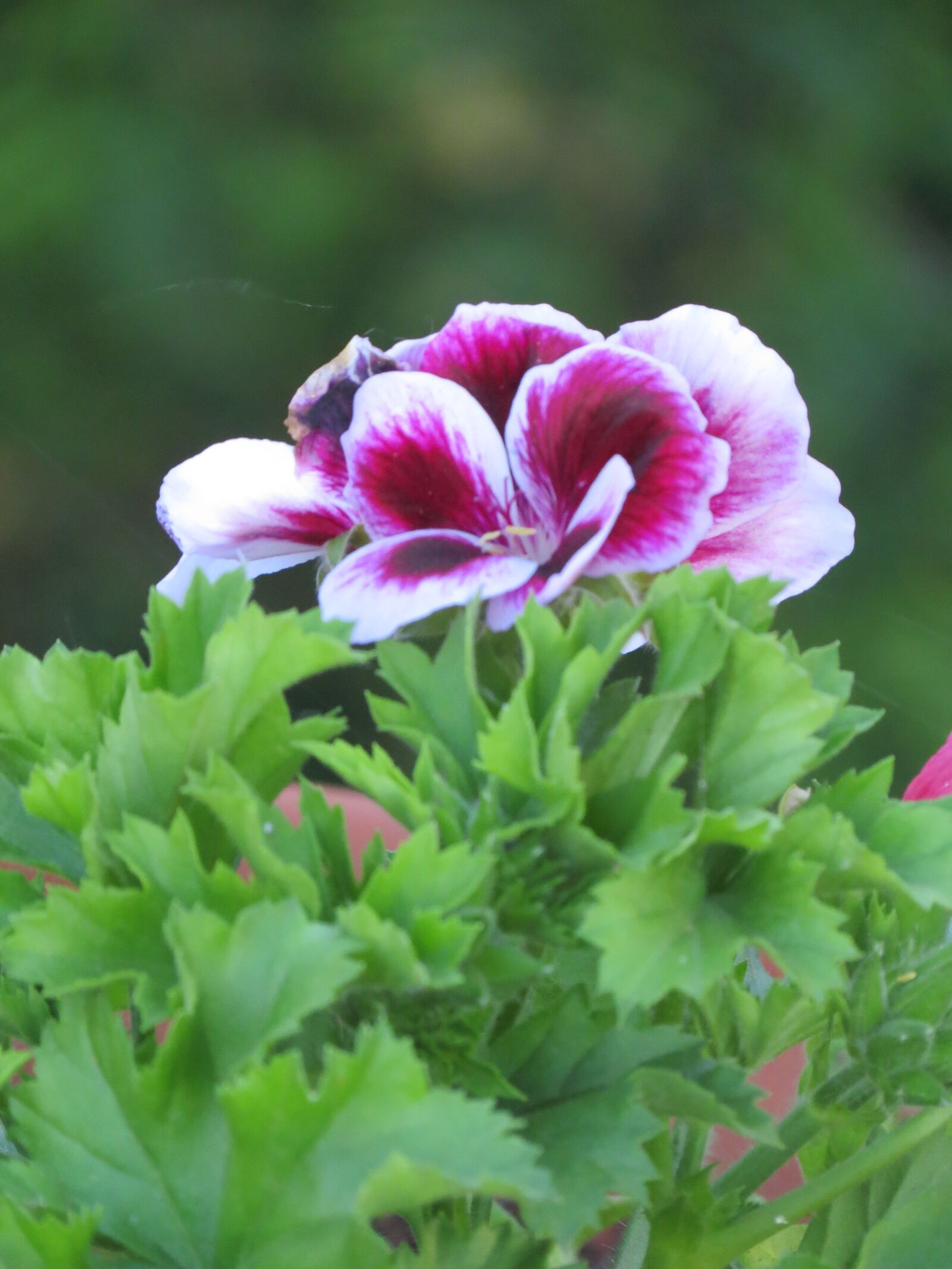 Canon PowerShot SX40 HS sample photo. Flower, geranium, garden photography
