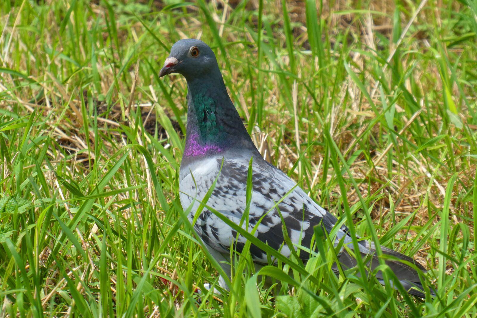 Panasonic Lumix DC-ZS70 (Lumix DC-TZ90) sample photo. Pigeon, bird, feathers photography