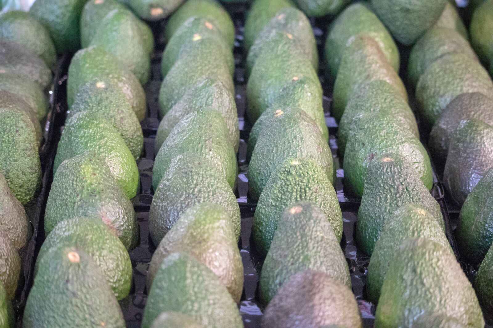 Canon EOS 200D (EOS Rebel SL2 / EOS Kiss X9) sample photo. Avocado, vegetable, row photography