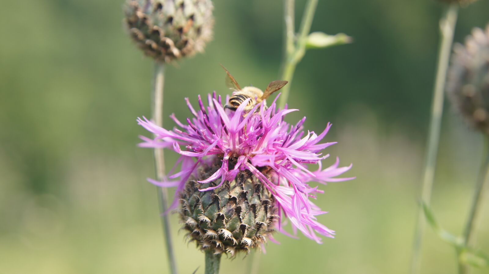 Sony SLT-A55 (SLT-A55V) + Sony DT 18-55mm F3.5-5.6 SAM sample photo. Thistle, bee, wildflowers photography