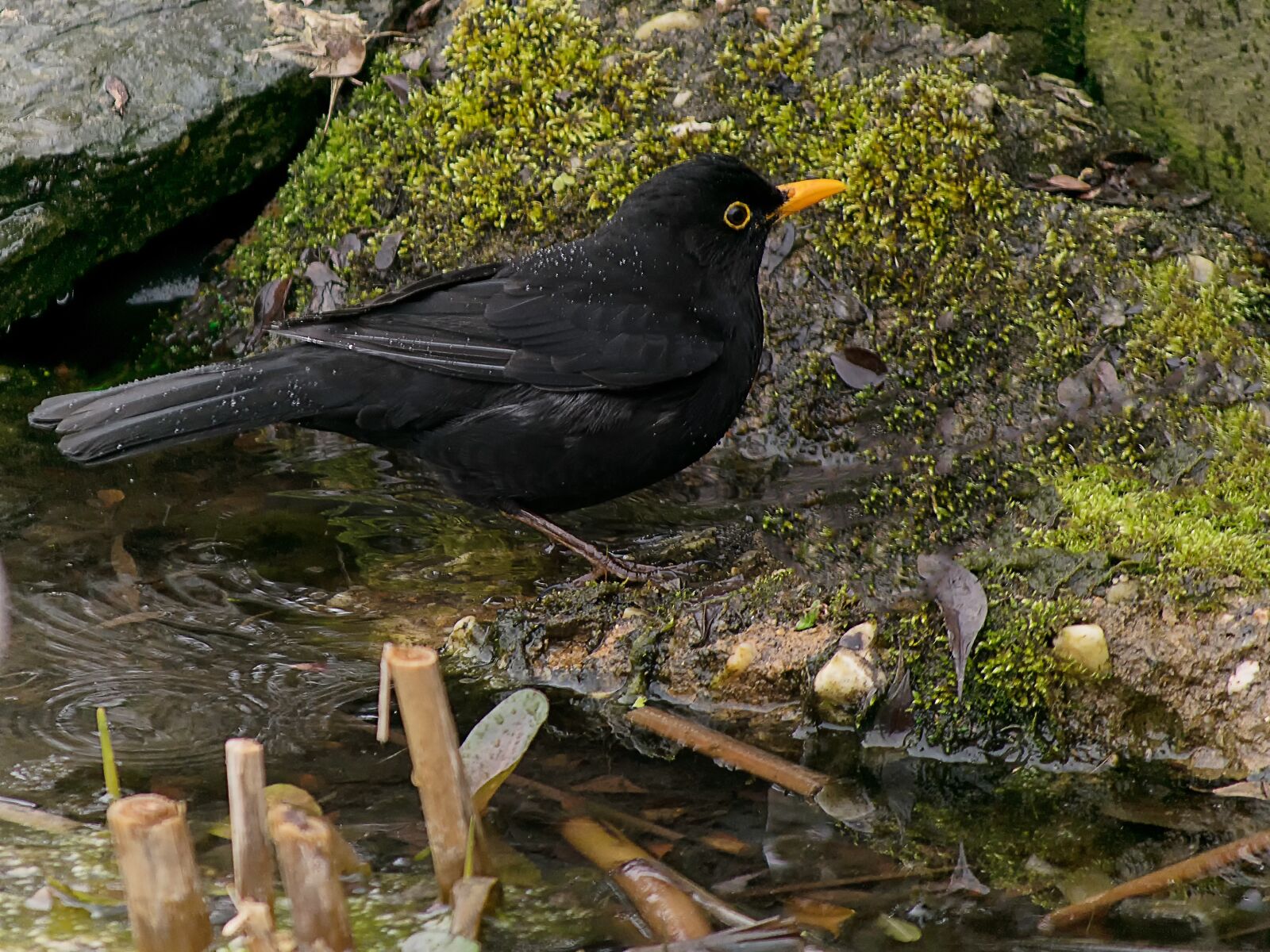Nikon D3300 sample photo. Blackbird, bird, nature photography