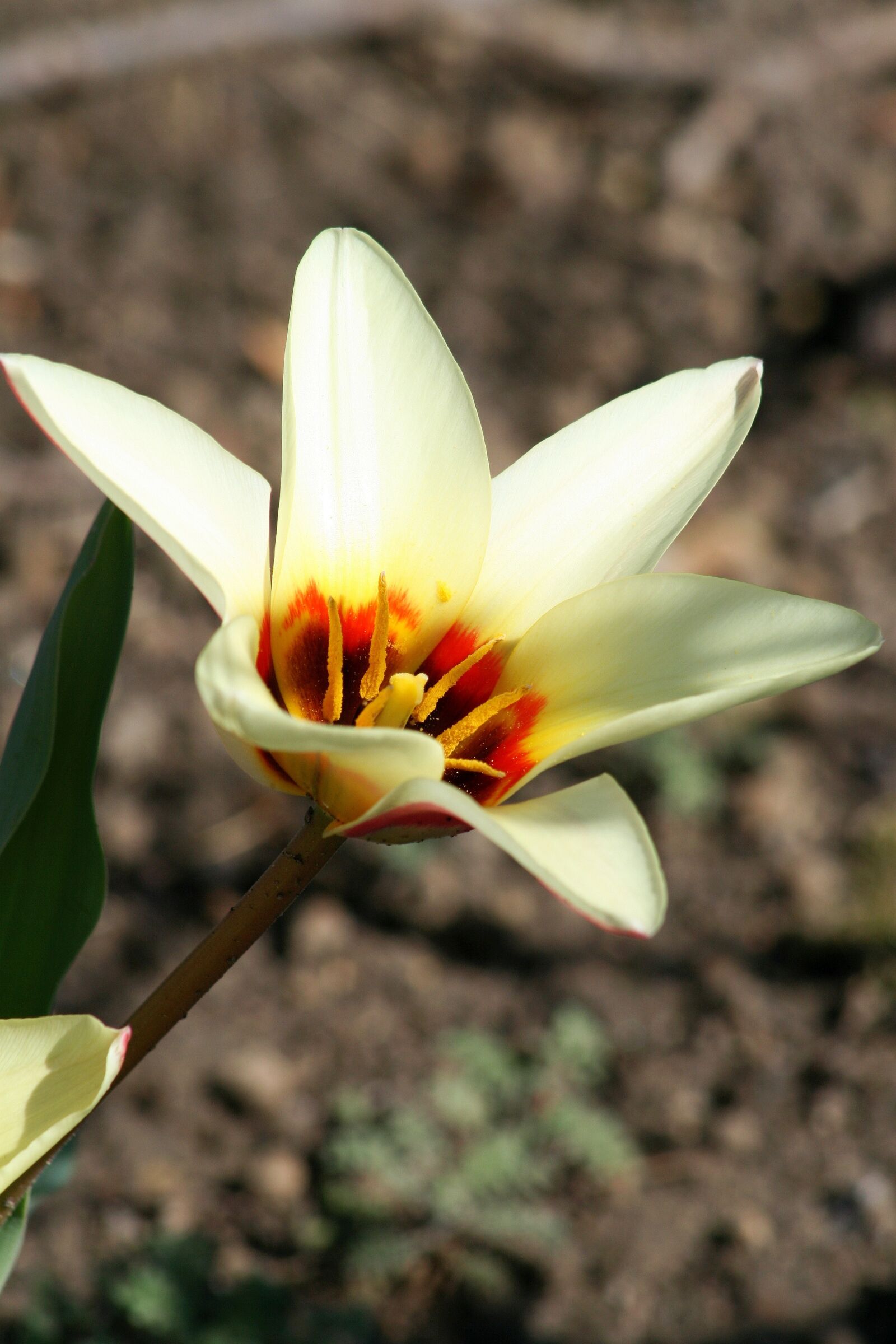 Canon EOS 400D (EOS Digital Rebel XTi / EOS Kiss Digital X) sample photo. Early tulips, tulip, garden photography