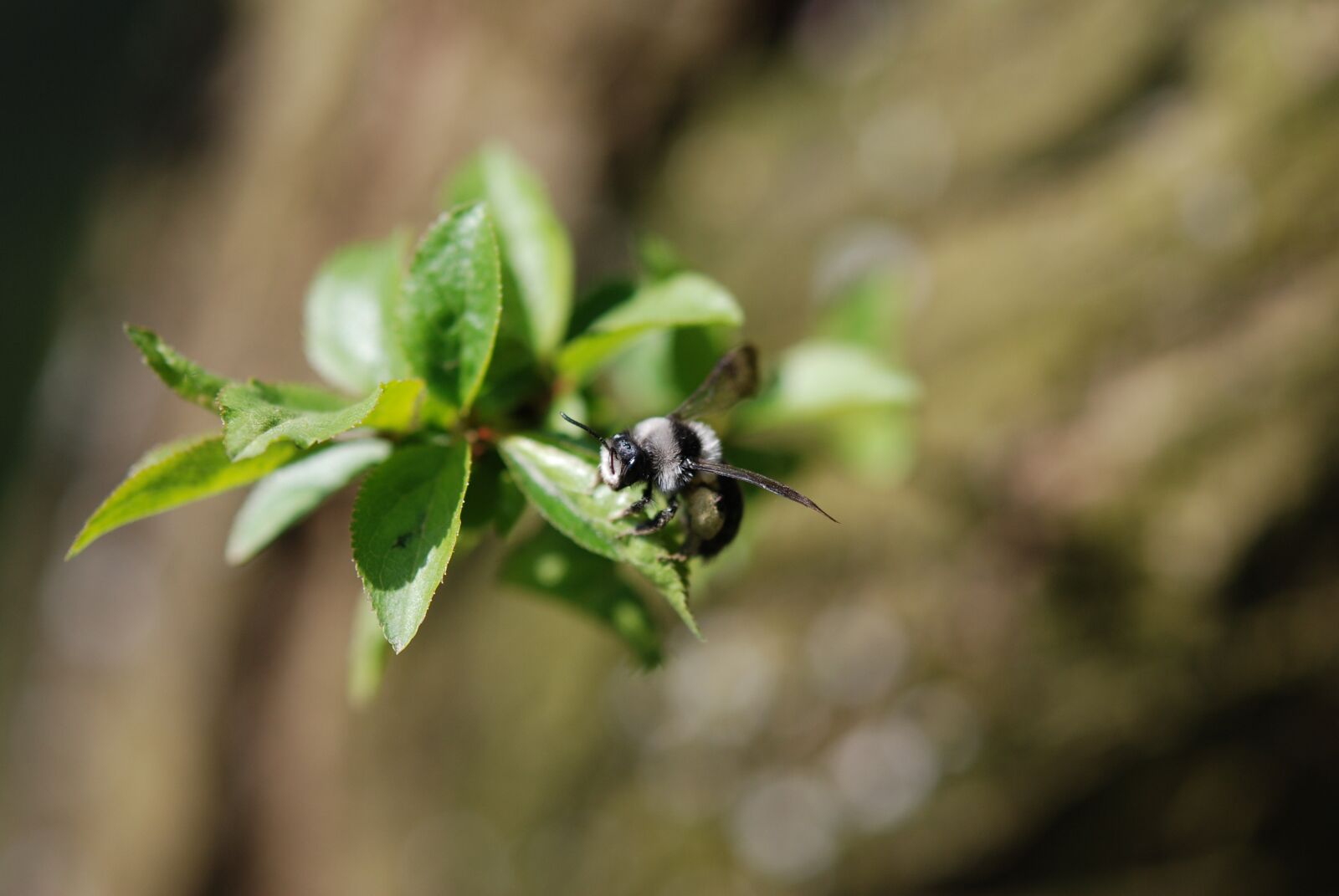 Nikon D80 sample photo. Bumblebee, spring, nature photography