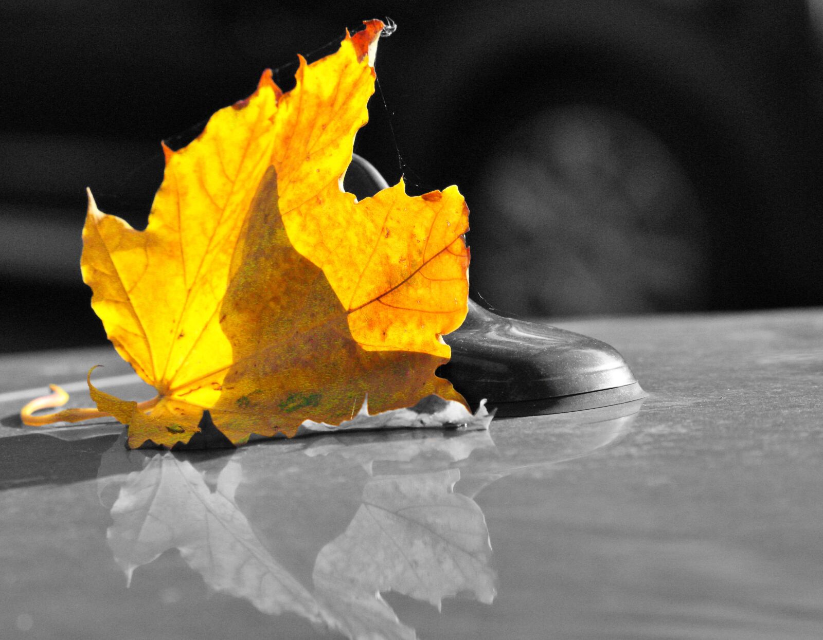 Canon EOS 1200D (EOS Rebel T5 / EOS Kiss X70 / EOS Hi) sample photo. Autumn, leaves, forest photography