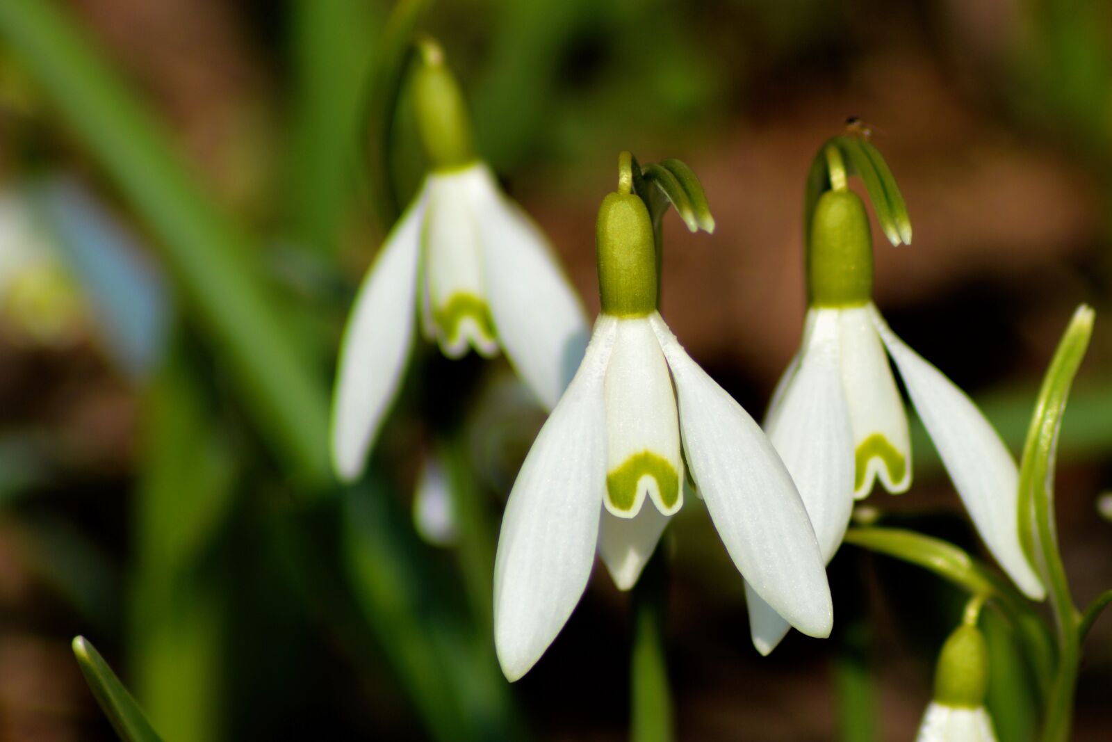 Nikon D3200 sample photo. Snowdrop, nature, plant photography