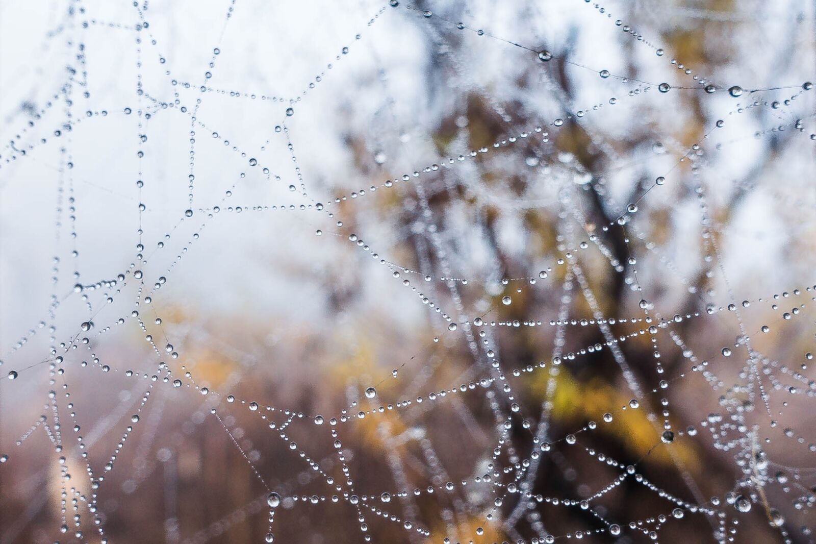 Sony Cyber-shot DSC-RX100 III sample photo. Web, spider web, morning photography