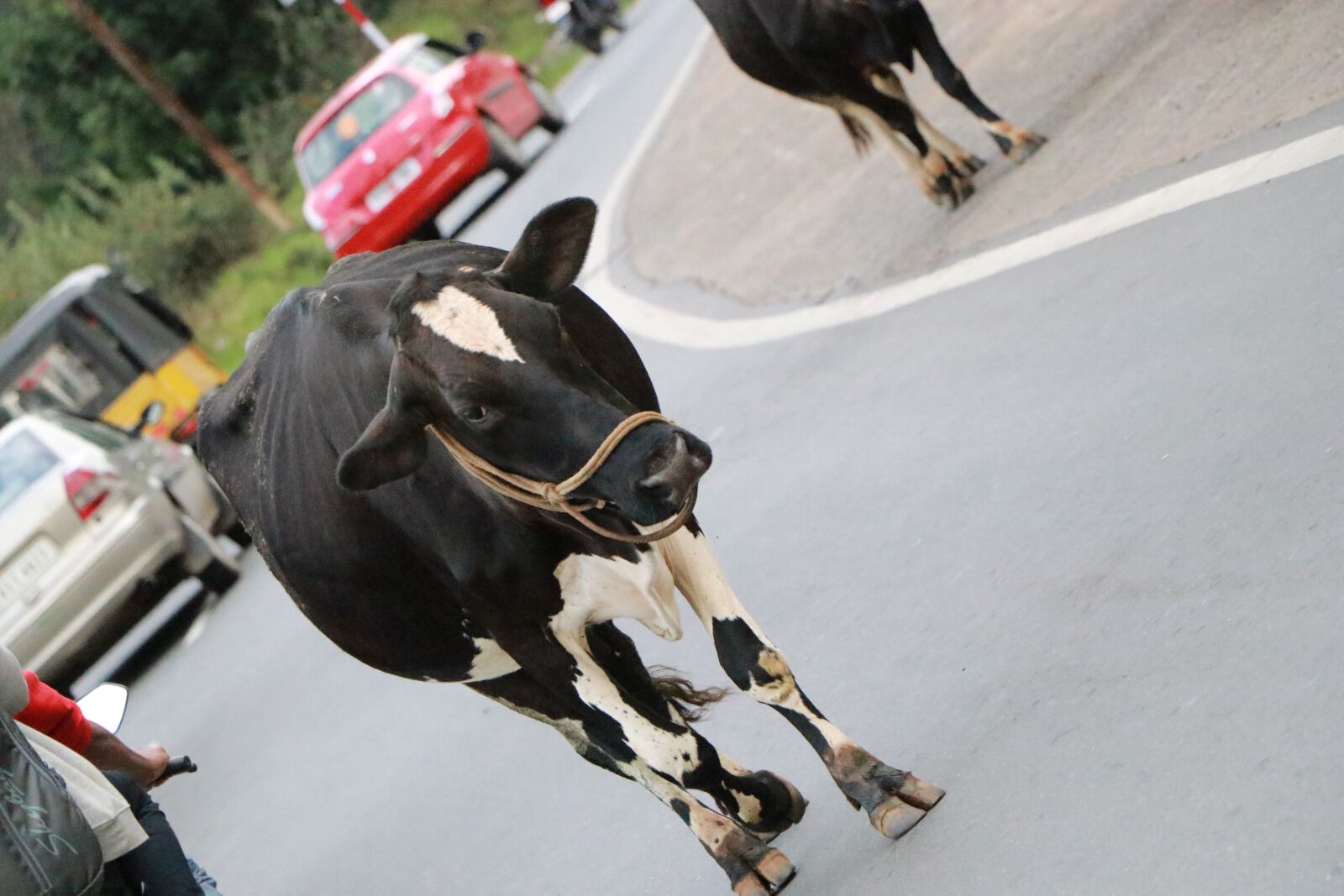 Canon EF-S 18-135mm F3.5-5.6 IS USM sample photo. Animal, cow, nature photography
