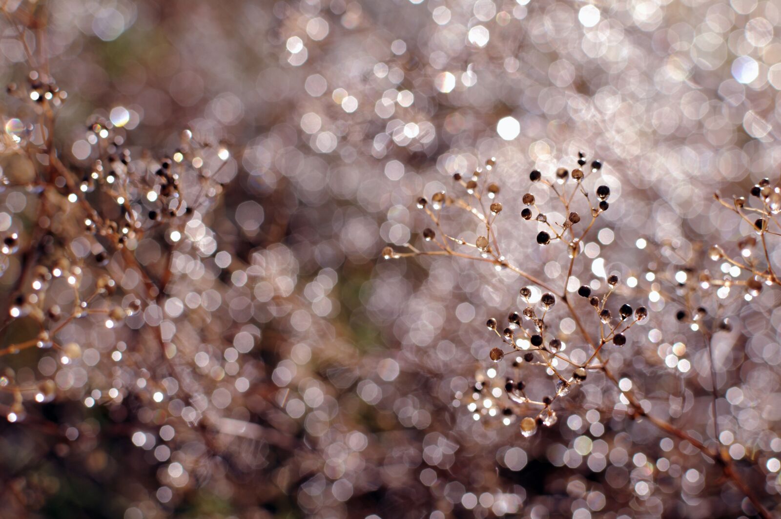 Nikon D5000 sample photo. Nature, flowers, rain photography