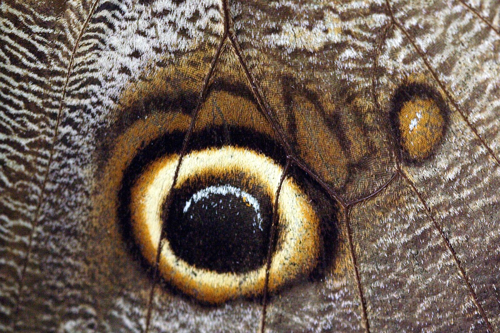 Canon EOS 350D (EOS Digital Rebel XT / EOS Kiss Digital N) sample photo. Butterfly, close up, macro photography