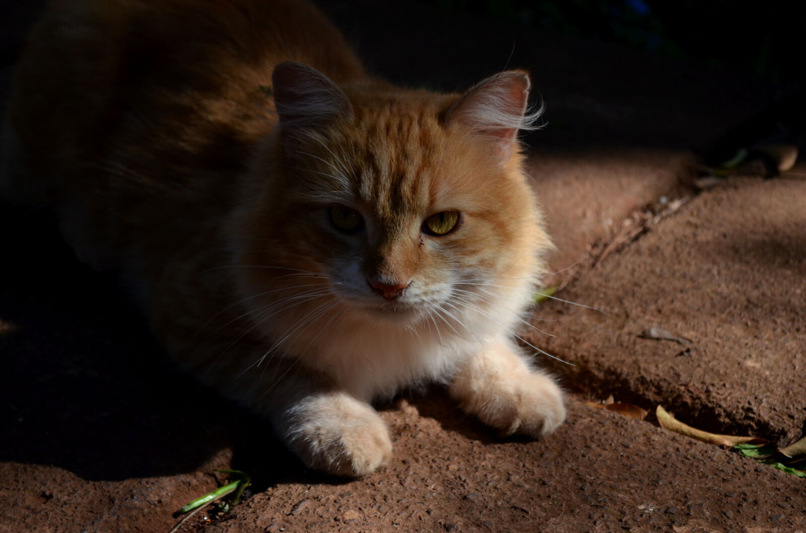 Nikon D5100 sample photo