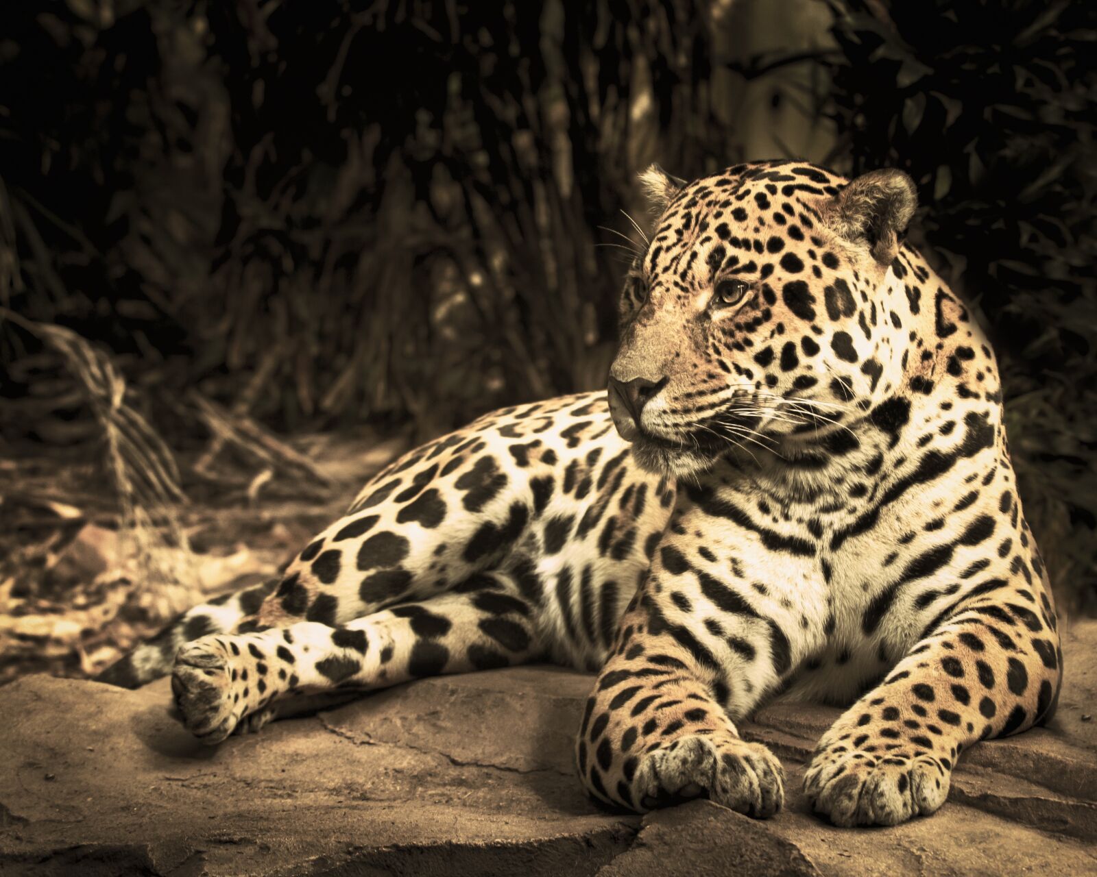 Nikon D7100 sample photo. Jaguar, zoo, wild cat photography