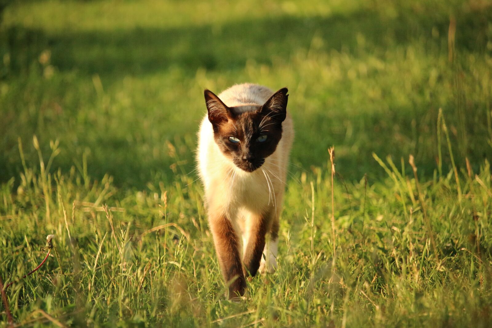 Canon EOS 100D (EOS Rebel SL1 / EOS Kiss X7) sample photo. Cat, mieze, siamese cat photography