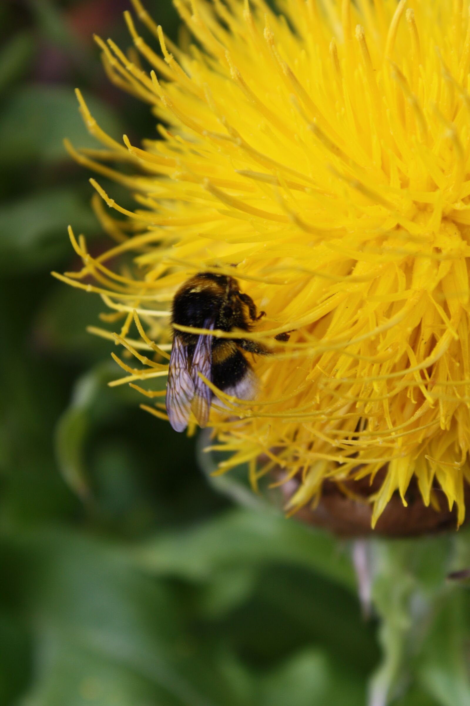 Canon EOS 1000D (EOS Digital Rebel XS / EOS Kiss F) sample photo. Insect, yellow, bee photography