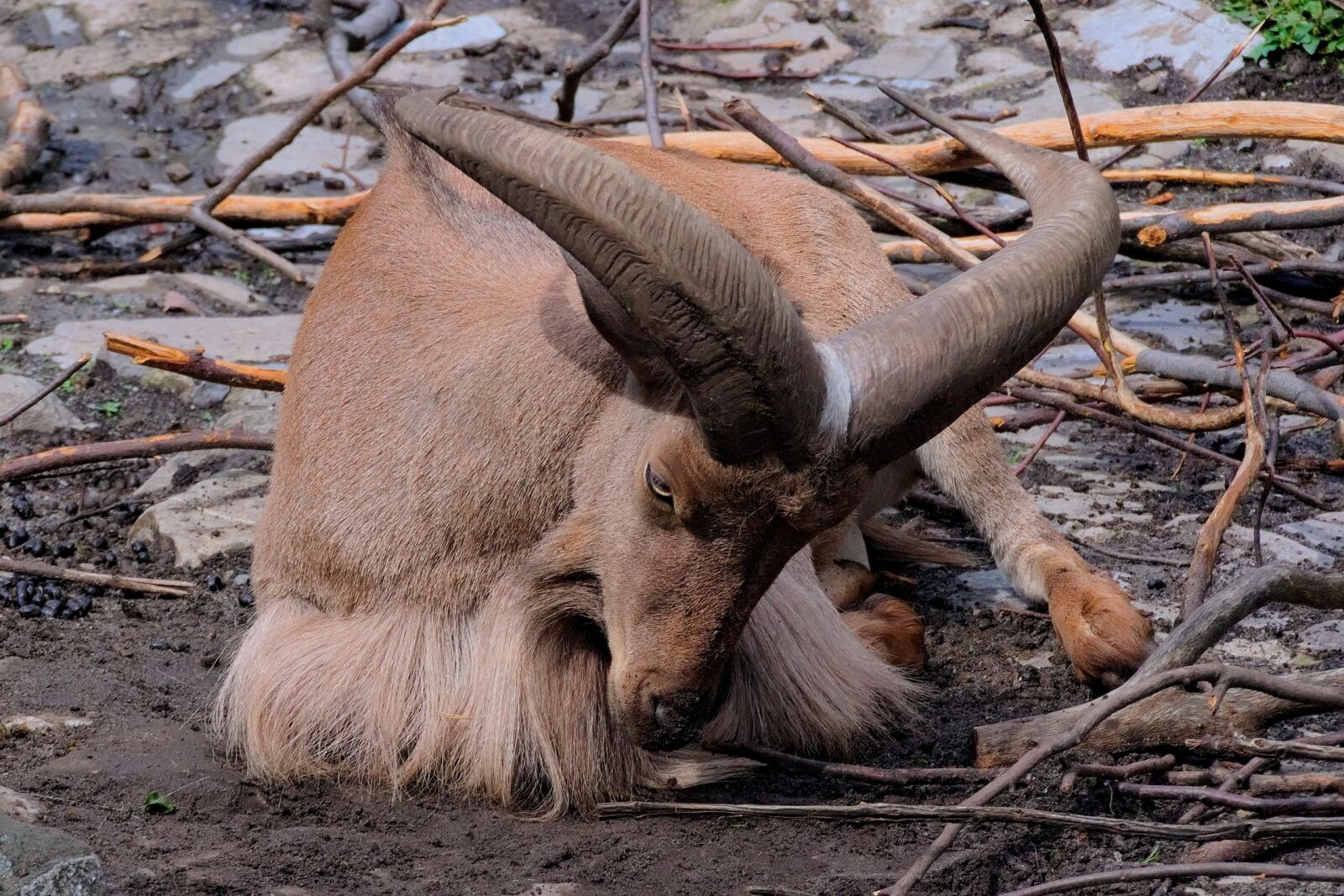 Nikon D3300 sample photo. Animal, horns, nature photography