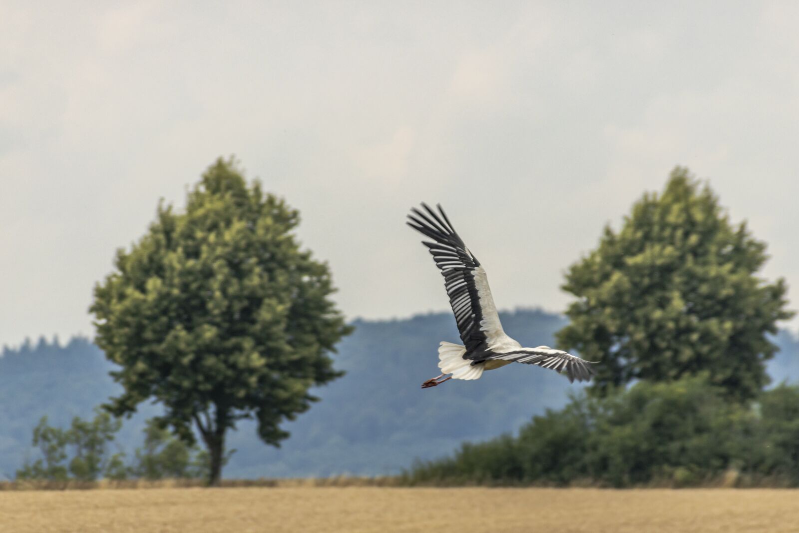 Canon EOS 80D sample photo. Bird, stork, flying photography