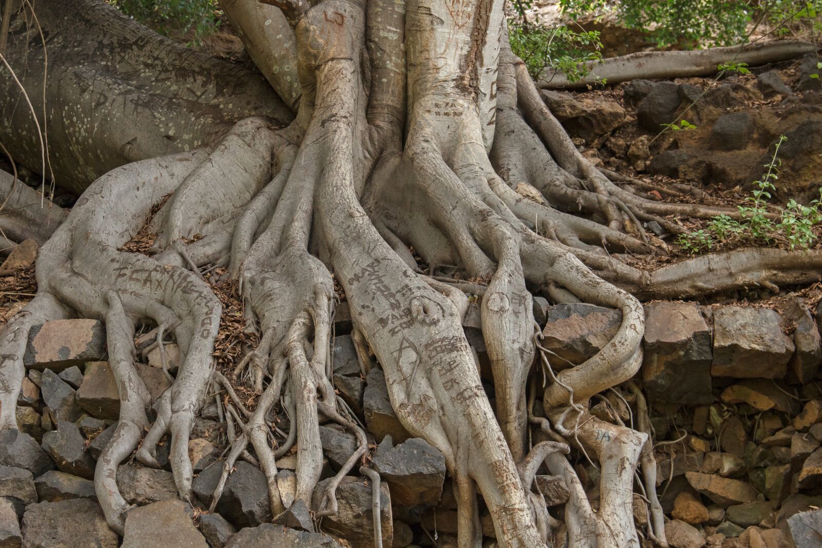 Canon EOS 550D (EOS Rebel T2i / EOS Kiss X4) sample photo. Tree, root, plant photography