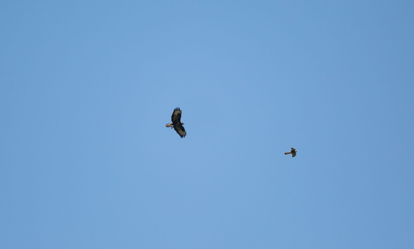 Canon EF 100-400mm F4.5-5.6L IS USM sample photo. Buzzard, flying, falcon photography