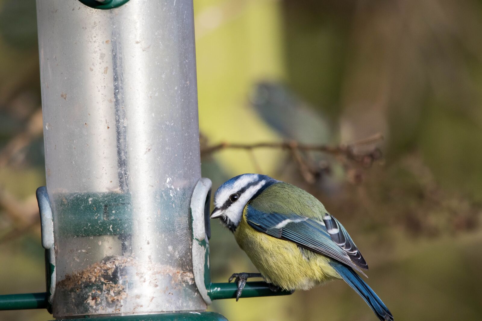 Canon EOS 7D Mark II sample photo. Blue tit, bird, tit photography
