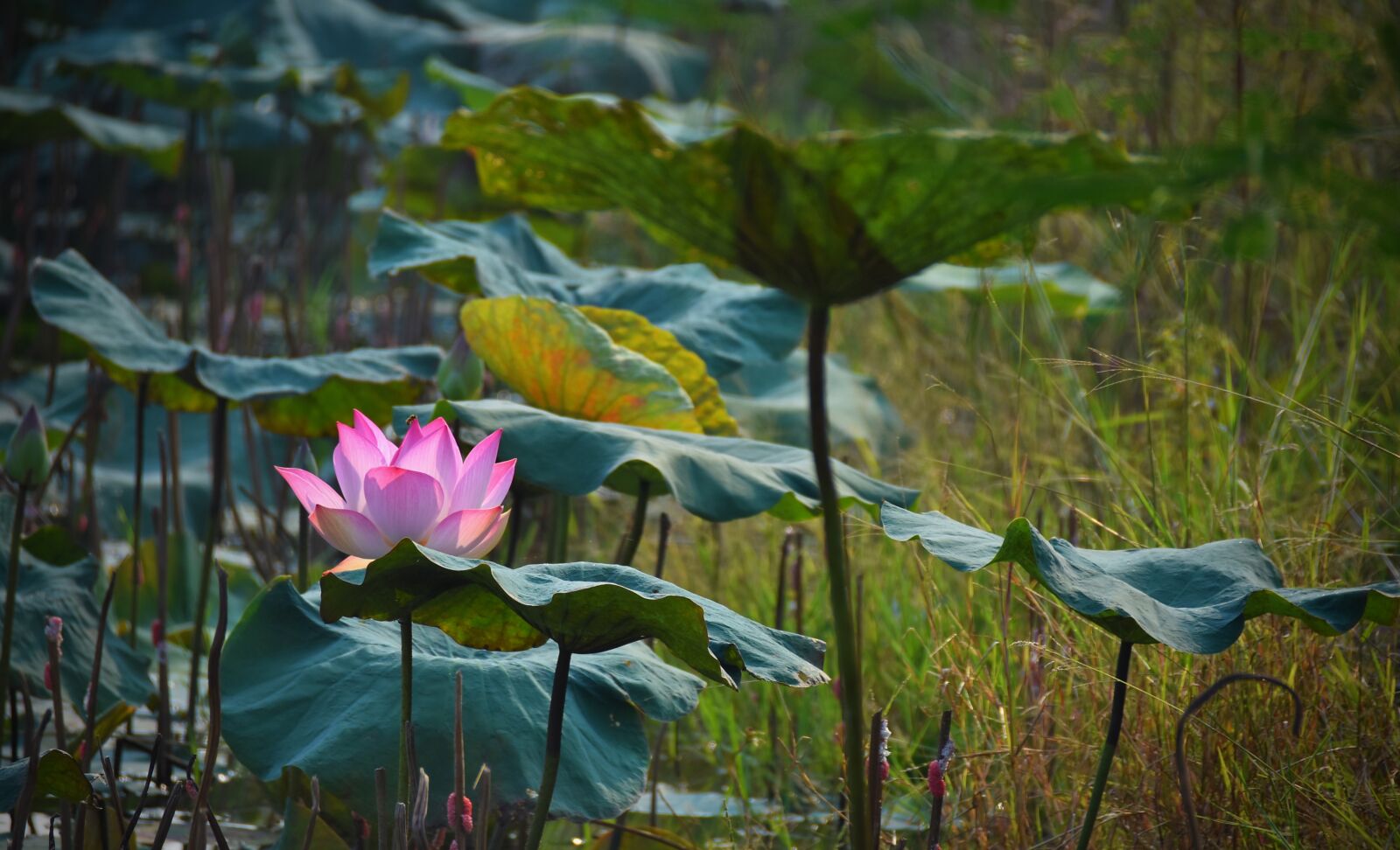 Nikon D7200 sample photo. Lotus, fragrant, pink photography