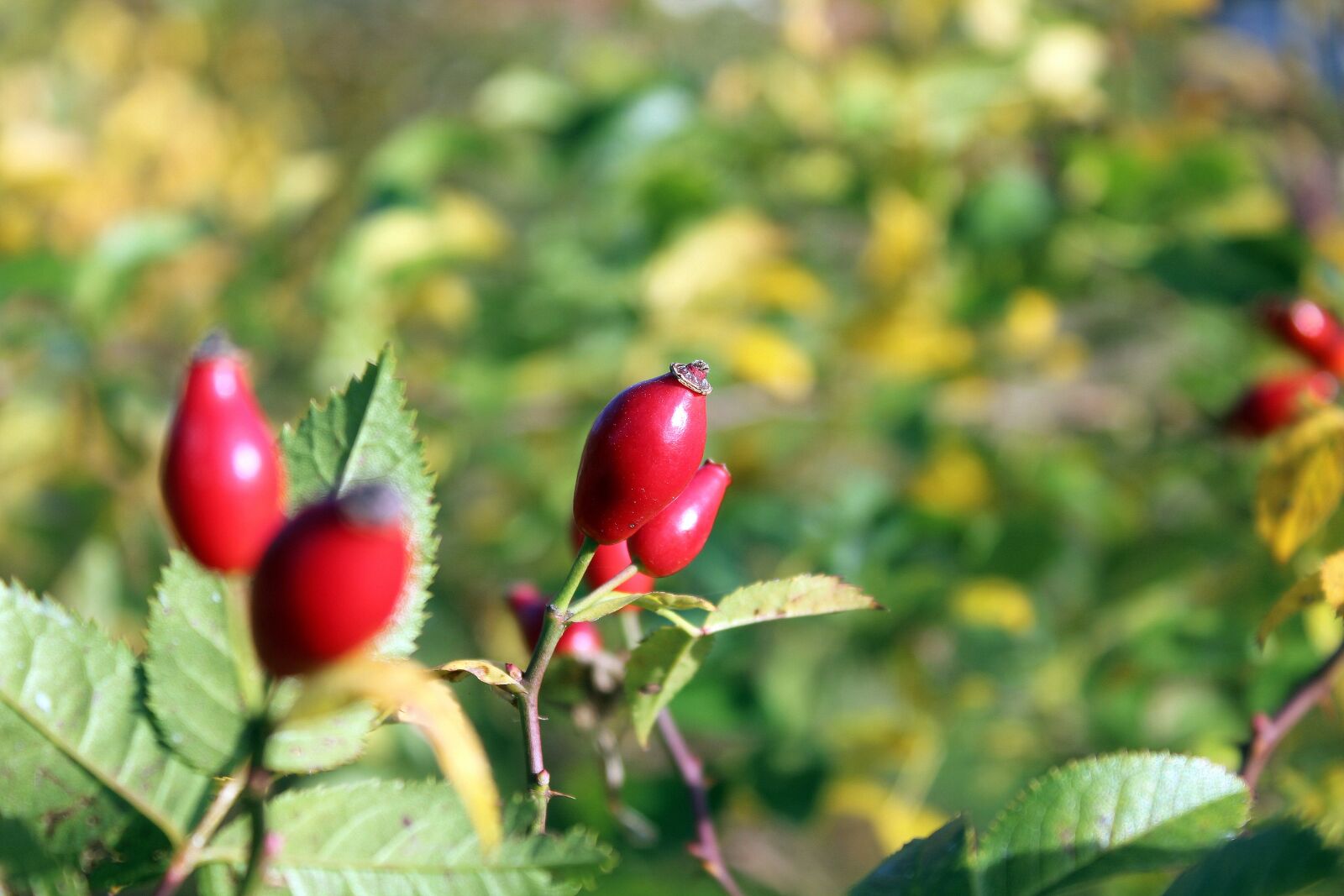 Canon EOS 1200D (EOS Rebel T5 / EOS Kiss X70 / EOS Hi) sample photo. Wild rose, rose hips photography