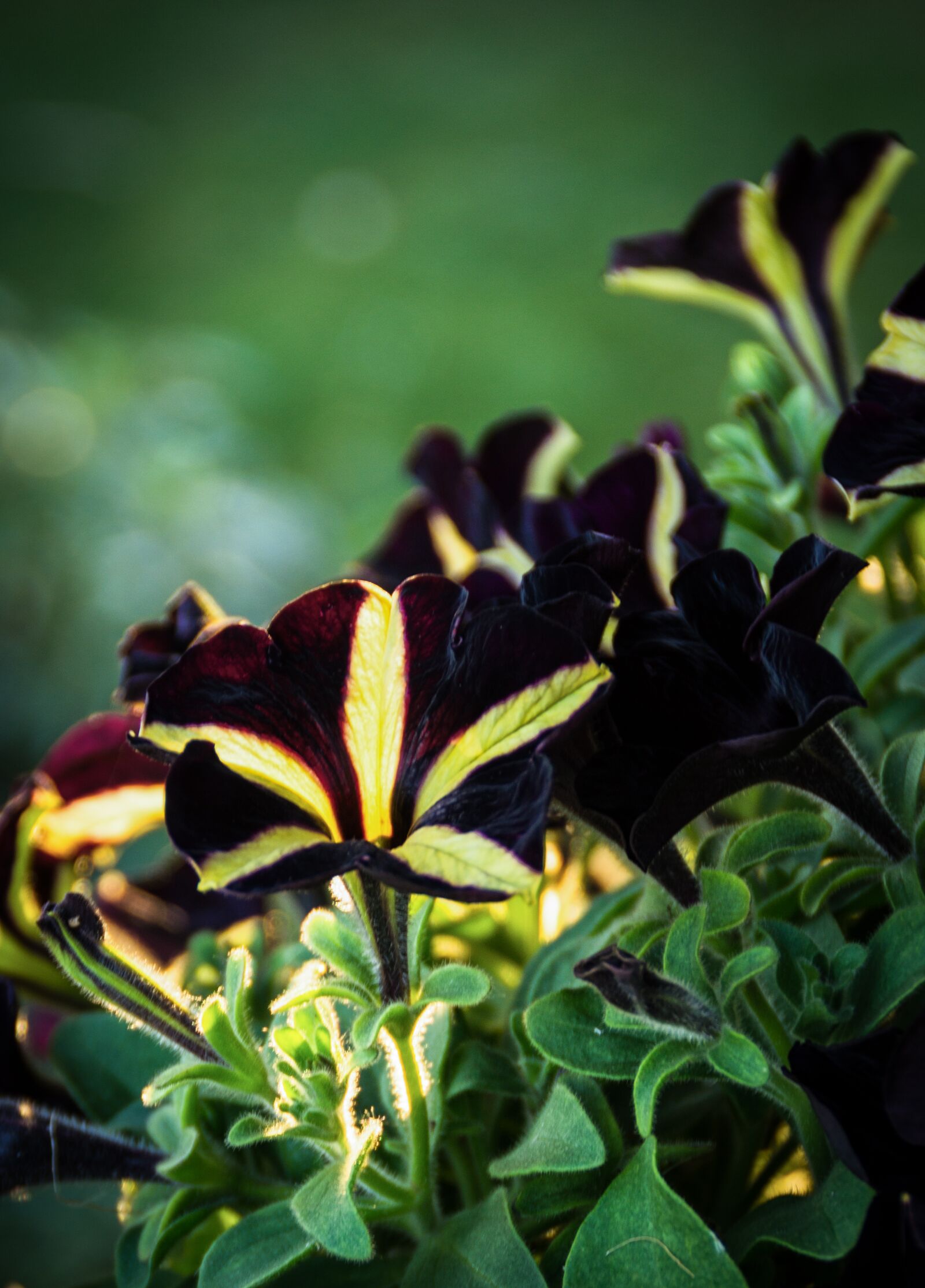 Sony DT 18-200mm F3.5-6.3 sample photo. Petunia, petunia phantom, nachtschattengew photography