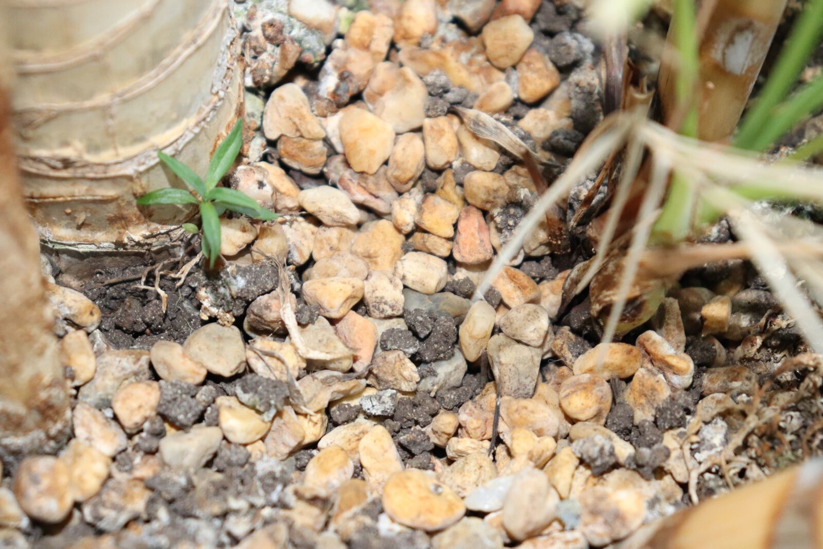 Canon EOS 200D (EOS Rebel SL2 / EOS Kiss X9) sample photo. Stones, pebbles, earth photography