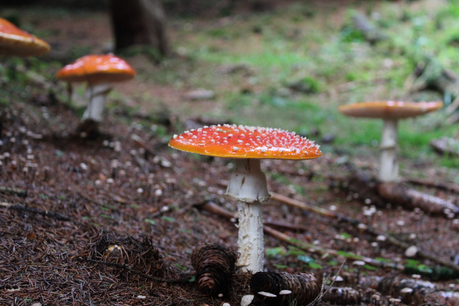 Canon EOS 1300D (EOS Rebel T6 / EOS Kiss X80) sample photo. Fungus, forest, toadstool photography