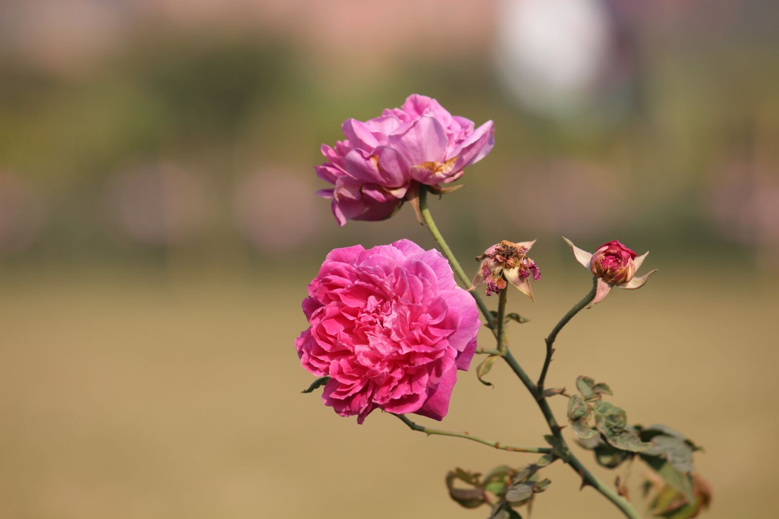 Canon EOS 700D (EOS Rebel T5i / EOS Kiss X7i) sample photo. Nature, flower, flora photography