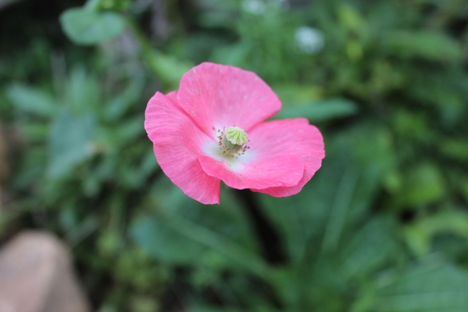 Canon EOS 1200D (EOS Rebel T5 / EOS Kiss X70 / EOS Hi) sample photo. Pink, poppy, flower photography