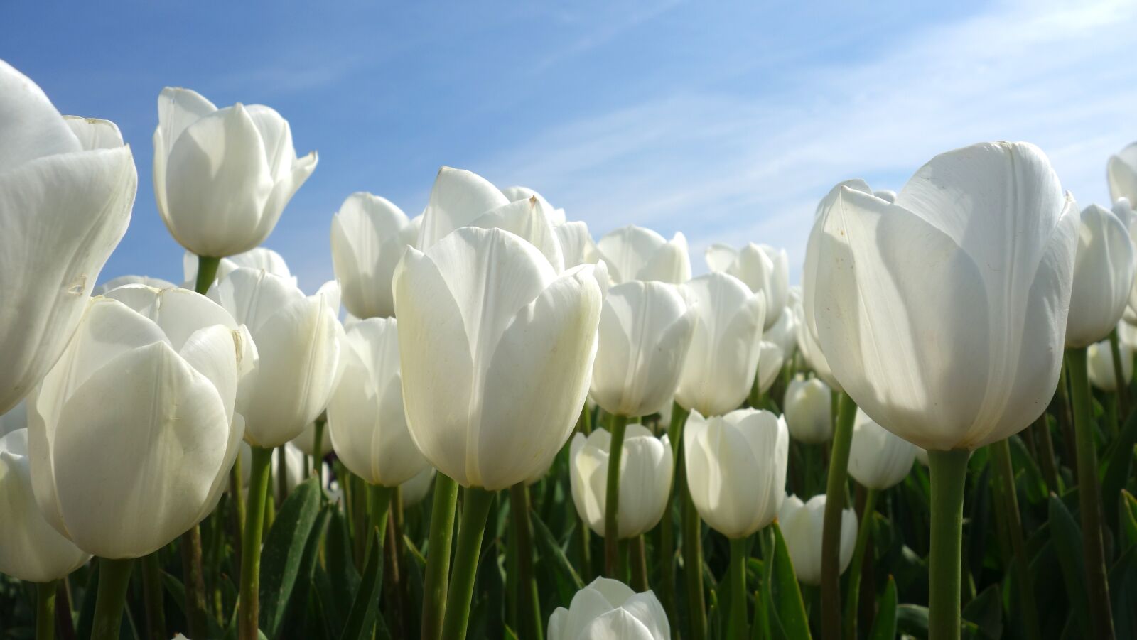 Sony Cyber-shot DSC-RX100 sample photo. Tulips, bulbs, tulip photography